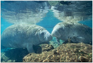 Manatees