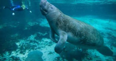 Manatee Club