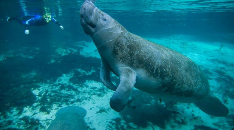 Manatee Club